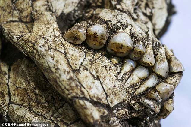 Phát hiện bộ xương 6.000 năm tuổi còn nguyên vẹn dưới công trường xây dựng