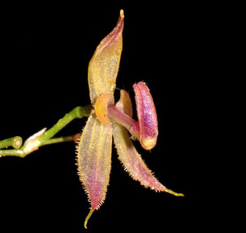 Phát hiện giống lan mới trong rừng rậm Peru