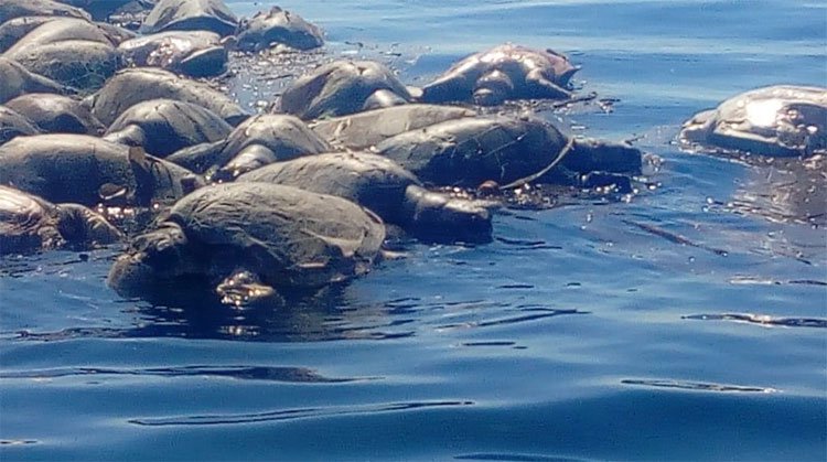 Phát hiện hàng trăm rùa biển Golfinas chết trôi tại bờ biển Mexico
