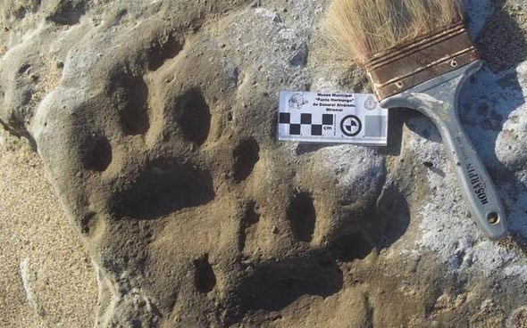 Phát hiện hiếm có: Dấu chân 30.000 năm tuổi của hổ răng kiếm