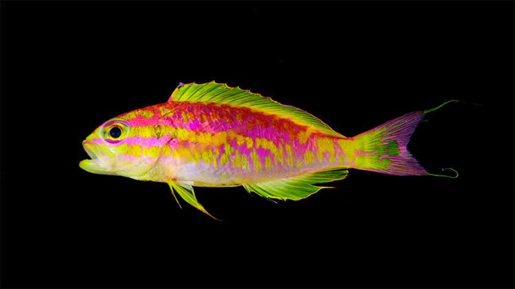 Phát hiện loài cá hoàn toàn mới tại Đại Tây Dương
