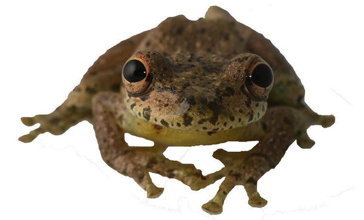 Phát hiện loài ếch đặc biệt phát ra âm thanh giống tiếng... dê