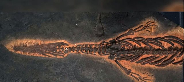 Phát hiện loài “khủng long bạo chúa” dưới biển 85 triệu năm tuổi