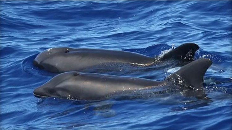 Phát hiện sinh vật lai mới giữa cá heo và cá voi