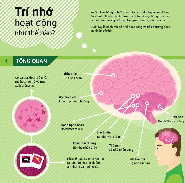 Quy trình ghi nhớ của não bộ và các phương pháp cải thiện trí nhớ!