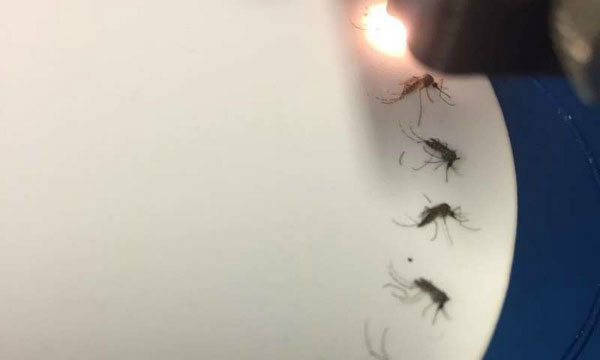 Thiết bị hồng ngoại phát hiện muỗi nhiễm virus Zika