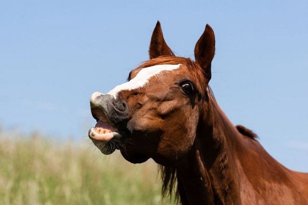 Tiếng khịt mũi của loài ngựa ẩn chứa cảm xúc vui vẻ của chúng?