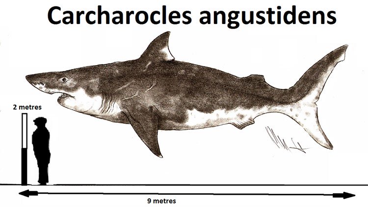 Tìm thấy răng cá mập khổng lồ dài gấp đôi cá mập trắng ở bờ biển Úc