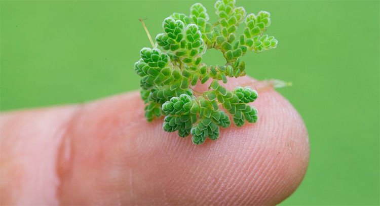 Tin được không: Cây dương xỉ nhỏ này có thể giúp chống lại biến đổi khí hậu
