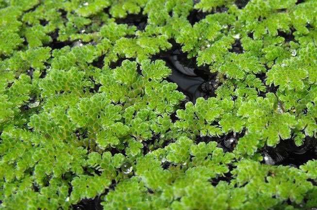 Tin được không: Cây dương xỉ nhỏ này có thể giúp chống lại biến đổi khí hậu