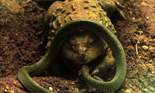 Trận kịch chiến giữa ếch yêu tinh và rắn nước