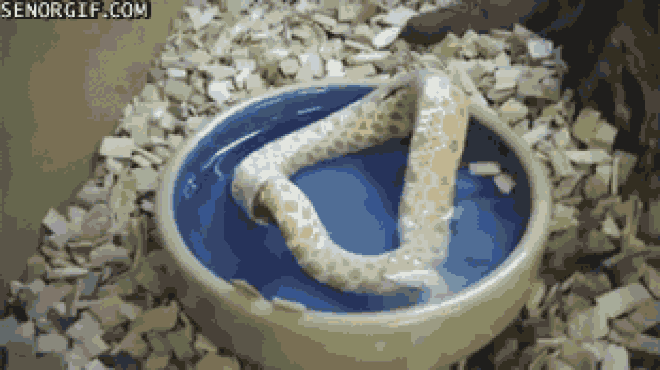 Tự sát bằng cách ăn chính mình - bí ẩn kinh dị ở loài rắn đã có lời giải!