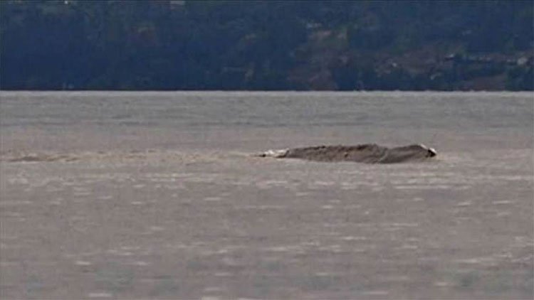 Vật thể giống quái vật Loch Ness lướt trên mặt hồ Canada
