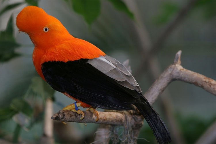 Vẻ đẹp của loài chim được chọn là quốc điểu của Peru