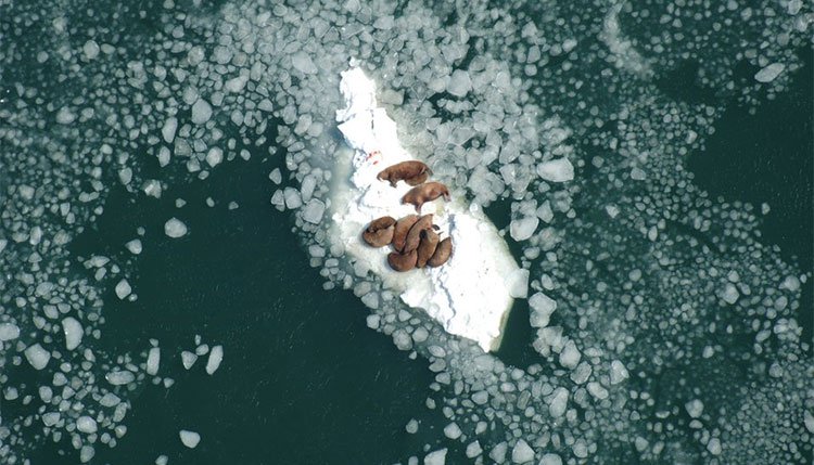 Vì sao mỗi năm lại có hàng chục nghìn con hải mã mắc kẹt trên bãi biển Alaska?