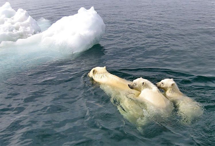 Vì sao mỗi năm lại có hàng chục nghìn con hải mã mắc kẹt trên bãi biển Alaska?