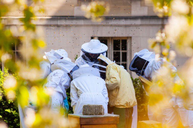 Vì sao người Paris nuôi ong lấy mật trên mái vòm những tòa nhà?