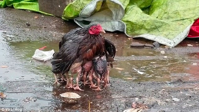 Video: Gà mẹ dang cánh che chở đàn con giữa trời mưa bão