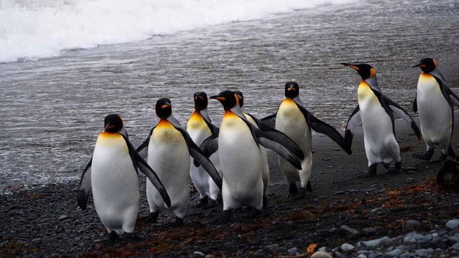 Vương quốc chim cánh cụt lớn nhất thế giới sụp đổ một cách bí ẩn