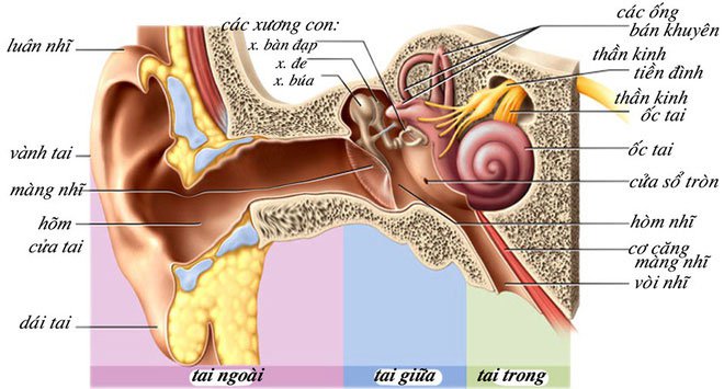 Xác định được loại protein có thể giúp người mất thính lực nghe lại bình thường