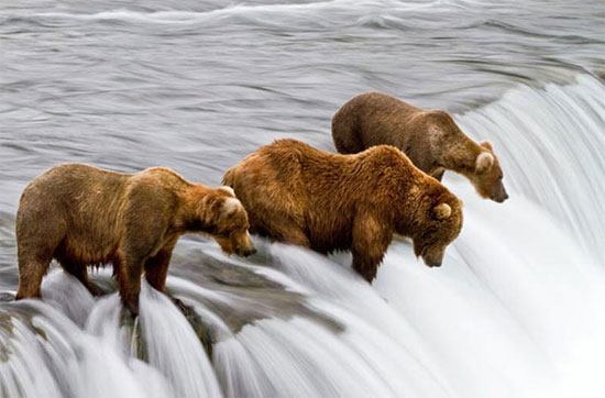 Ảnh cực ngộ nghĩnh về bầy gấu xám săn cá hồi trên thác nước
