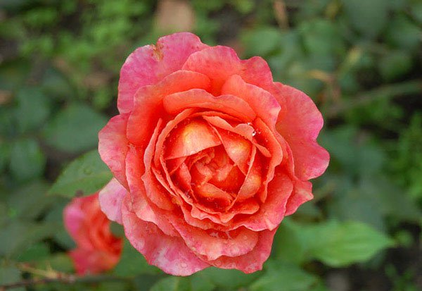 10 loài hoa hồng đẹp nhất thế giới