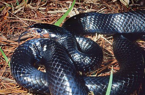 10 loài rắn đẹp nhất hành tinh