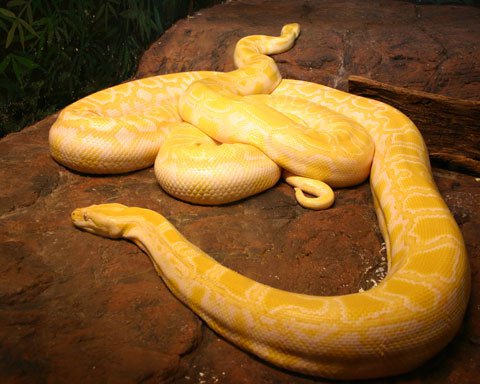 10 loài rắn đẹp nhất hành tinh