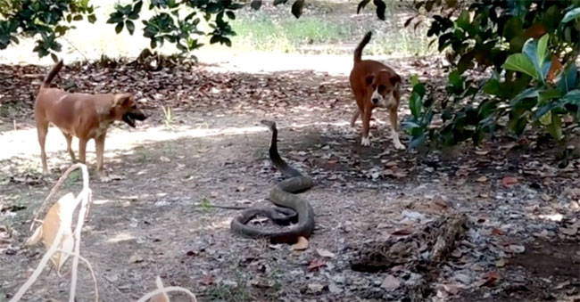 2 chú chó phát hiện rắn hổ mang chúa dài 3,7m trong vườn, liệu con nào sẽ thắng?