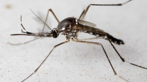240 con muỗi bị nén chặt trong ống xy lanh vẫn không chết, chờ ngày phát tán sự huỷ diệt cho giống loài