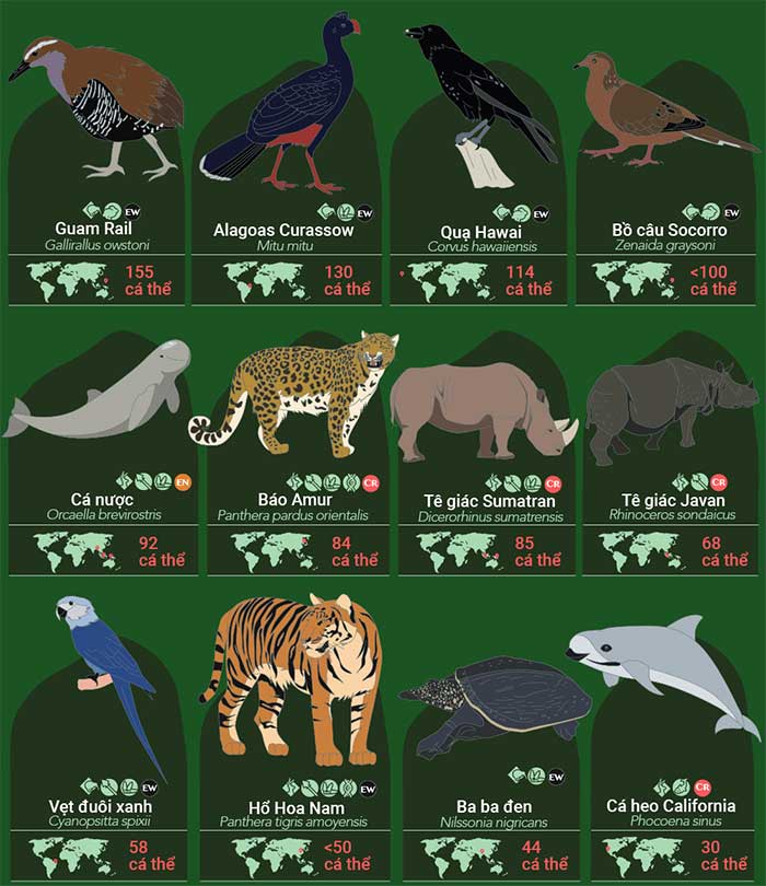 32 loài động vật sắp tuyệt chủng, 9 trong số đó chỉ còn dưới 100 cá thể