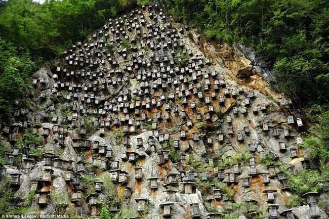 'Bức tường của tổ ong trở thành khu bảo tồn vô cùng độc đáo, thu hút khách du lịch