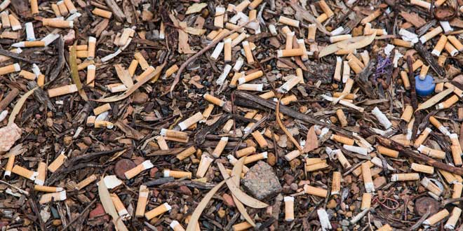 4,5 nghìn tỉ đầu lọc thuốc lá mỗi năm đang giết dần cây cỏ trên thế giới