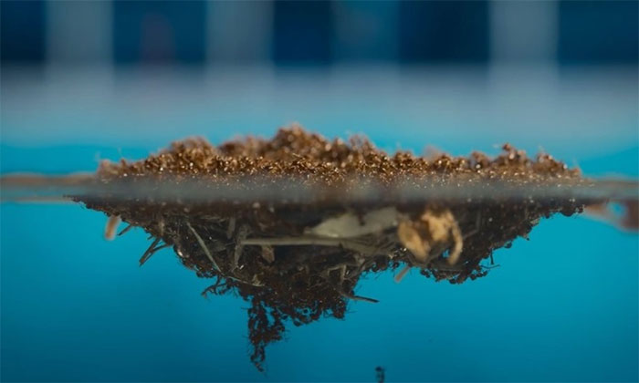 5.000 kiến lửa hợp thành bè mảng cứu kiến chúa