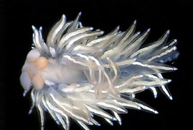 5 loài hải sâm tuyệt đẹp mới phát hiện ở Thái Bình Dương