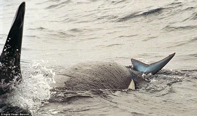 5 lý do khiến cá voi sát thủ là những thiên tài “máu lạnh” của đại dương