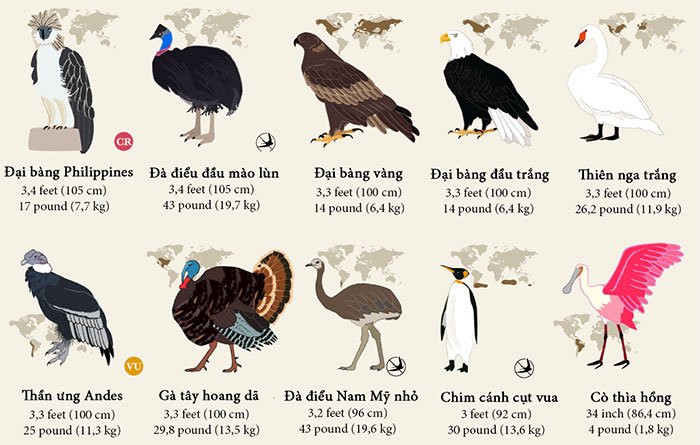 55 loài chim được xếp hạng từ lớn đến nhỏ trên thế giới