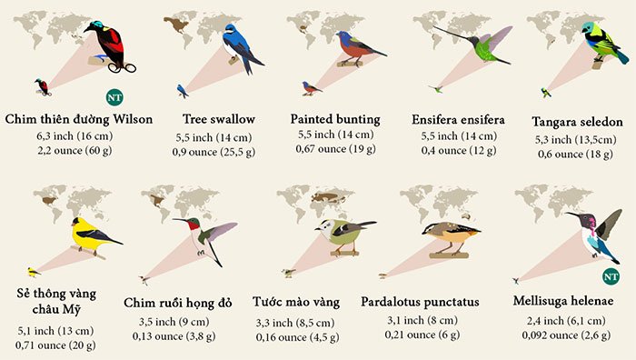 55 loài chim được xếp hạng từ lớn đến nhỏ trên thế giới