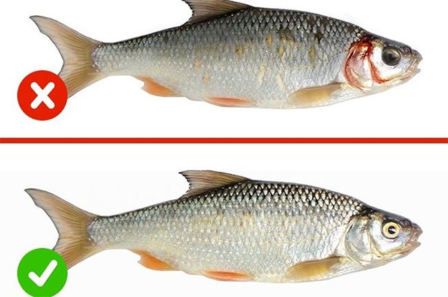 6 loại cá có cho tiền cũng đừng vội ăn ngay kẻo bệnh tật kéo đến, có cả ung thư
