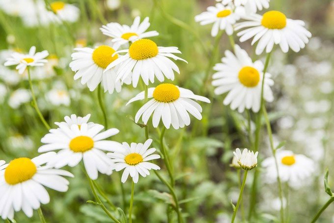 6 loại hoa tốt cho sức khỏe nên trồng trong sân nhà