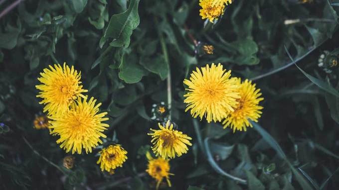6 loại hoa tốt cho sức khỏe nên trồng trong sân nhà