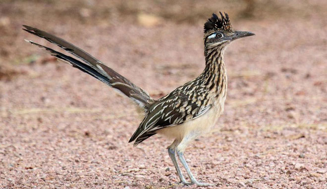 6 loài vật có khả năng thích nghi tuyệt vời nhất trong sa mạc khô cằn