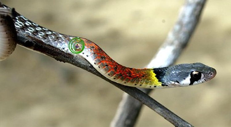7 loài rắn nhìn đáng sợ... nhưng vô hại với con người