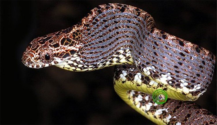7 loài rắn nhìn đáng sợ... nhưng vô hại với con người