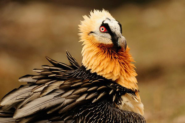 8 loài chim đáng sợ có khả năng giết người