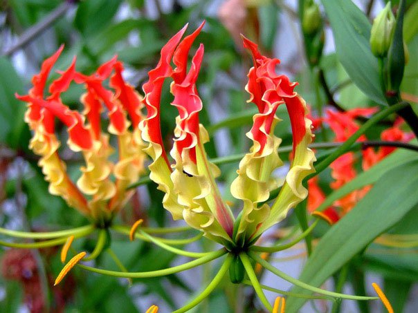 8 loài hoa đắt đỏ nhất hành tinh, có tiền cũng chưa chắc mua được