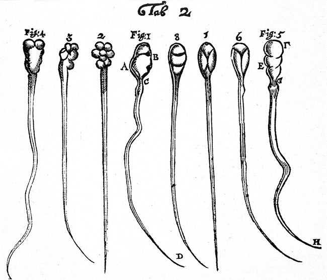Ai là người đầu tiên khám phá ra tinh trùng?
