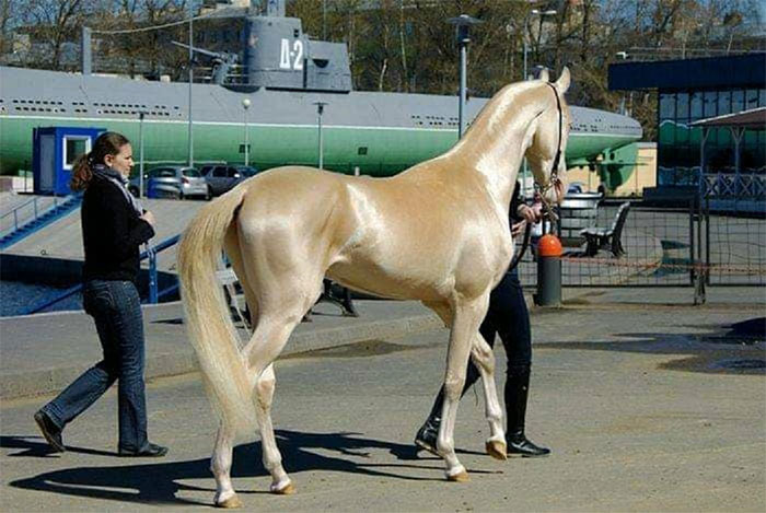 Akhal-Teke - Loài ngựa đẹp nhất thế giới, có mồ hôi đỏ như máu