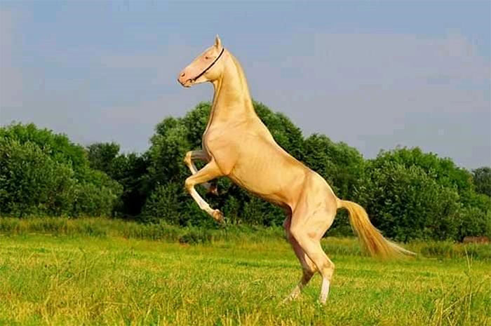 Akhal-Teke - Loài ngựa đẹp nhất thế giới, có mồ hôi đỏ như máu