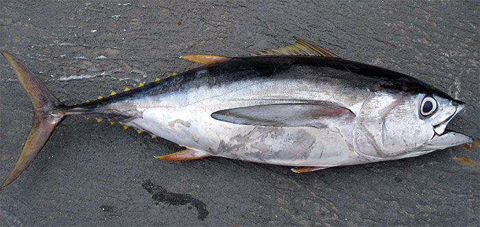 Ăn cá ngừ bao lâu nay, nhưng liệu bạn đã biết hết về chúng chưa?
